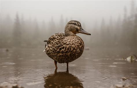 Premium Photo Bird On A Lake