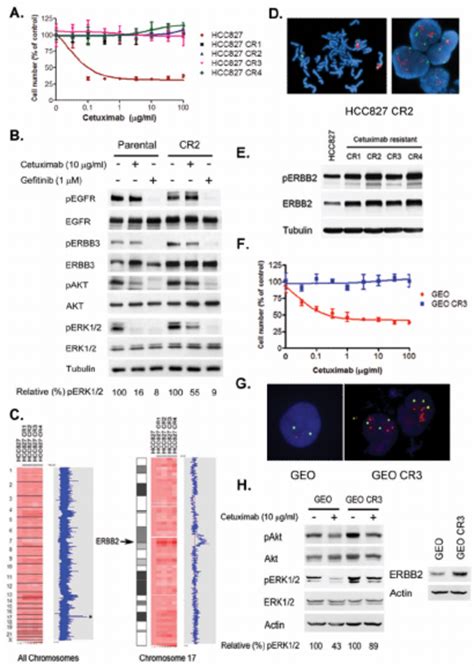 Cetuximab Resistant Nsclc And Crc Cells Maintain Erk 12 Signaling And