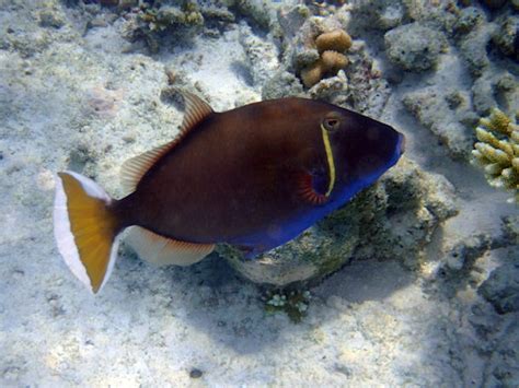 Halbmond Drückerfisch Sufflamen Chrysopterum