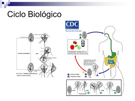 Ciclo Biologico Da Giardia Sololearn