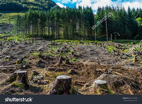 Pine Tree Forestry Exploitation In A Sunny Day Near Glencoe In The