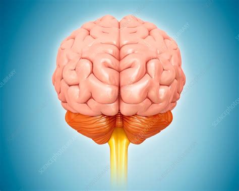 Human Brain Anatomy Illustration Stock Image F017 9747 Science