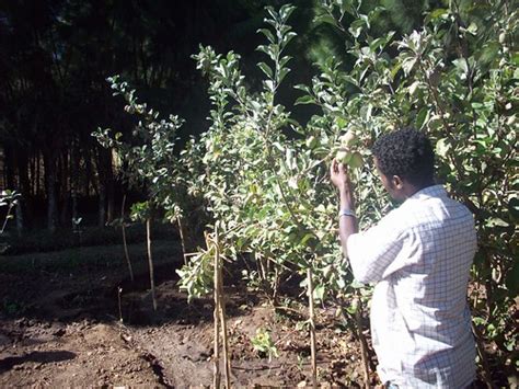 Ethiopia 2008 Apple Trees These Apples Are Suited To Grow Flickr