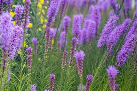 Purple Liatris Spicata Flowers In The Garden Stock Image Image Of