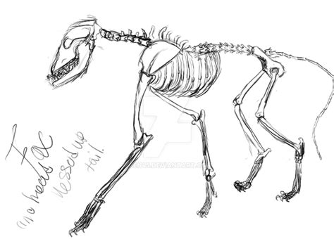 Fox skeleton by Jen45 on DeviantArt