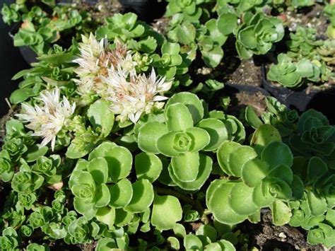 Kaukasische Muurpeper Sedum Spurium Album Superbum Planten Online