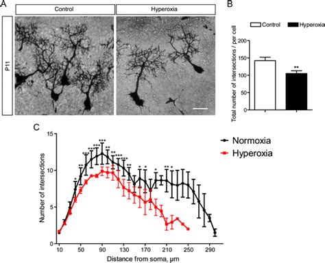 Sholl Analysis Of Cerebellar Purkinje Cells Representative Images Of