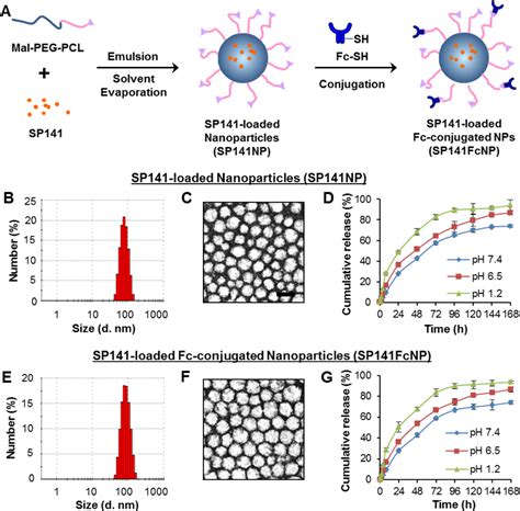 Figure 1 from Oral delivery of anti-MDM2 inhibitor SP141-loaded FcRn ...