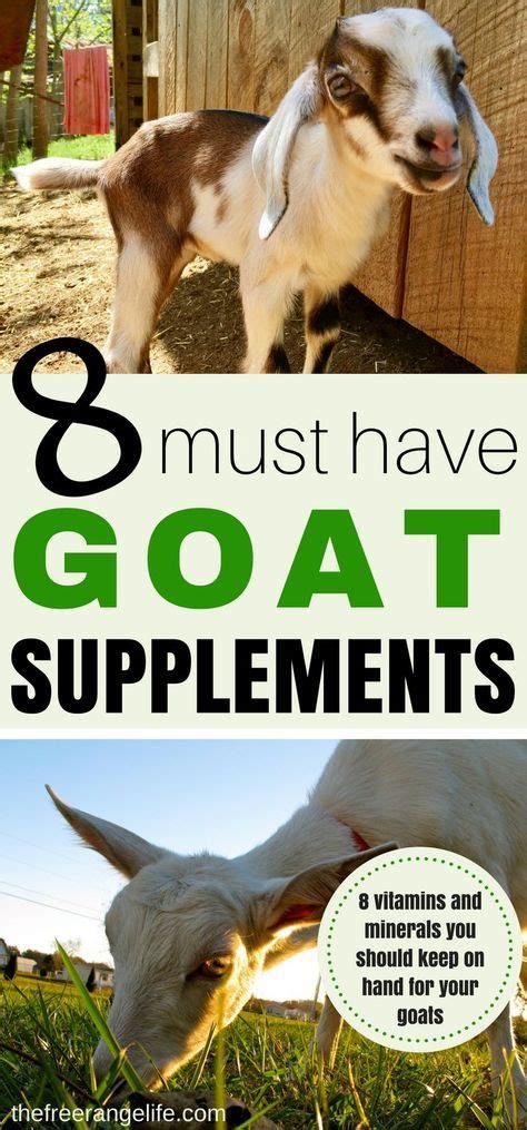 8 Must Have Nutritional Supplements For Goats For The Healthiest Herd