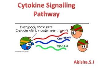 Cytokine signaling pathway | PPT