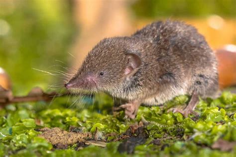 Common Shrew Sorex Araneus Uk