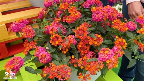 California Spring Trials New Lantana Offerings At Ball Floraplant