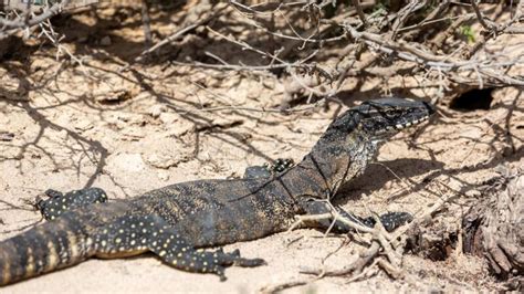 Heath Goanna The Animal Facts Appearance, Diet, Habitat,, 59% OFF