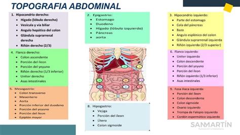 Semiologia Sistema Abdominal Pediatria Ppt Descarga Gratuita