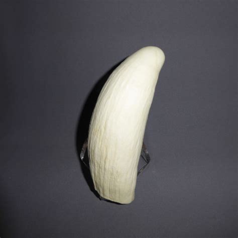 Sperm Whale Tooth Replica - SkeletonsAndSkullsSuperstore