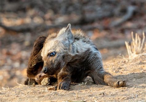 500+ Hyena Pups Stock Photos, Pictures & Royalty-Free Images - iStock