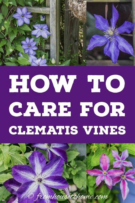 Clematis Vine Care Planting Growing And Pruning Tips Artofit