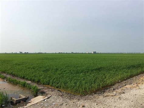 Sekinchan Paddy Field Padi Field In Sekinchan