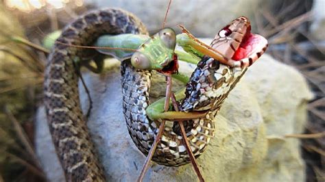 Do Praying Mantis Eat Mice? Best 28 Answer - Musicbykatie.com