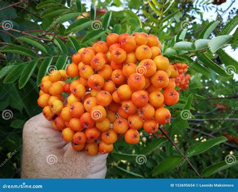 Rowan Rowanberry Beautiful Orange Rowan Berry Growing In Richmond