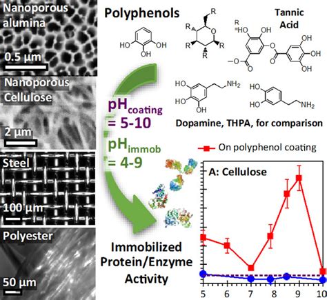 Highly Active Protein Surfaces Enabled By Plant Based Polyphenol