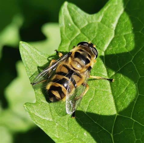 Totenkopfschwebfliege Myathropa Florea Totenkopfschw Flickr