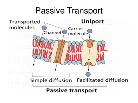 Passive Transport Concept Map