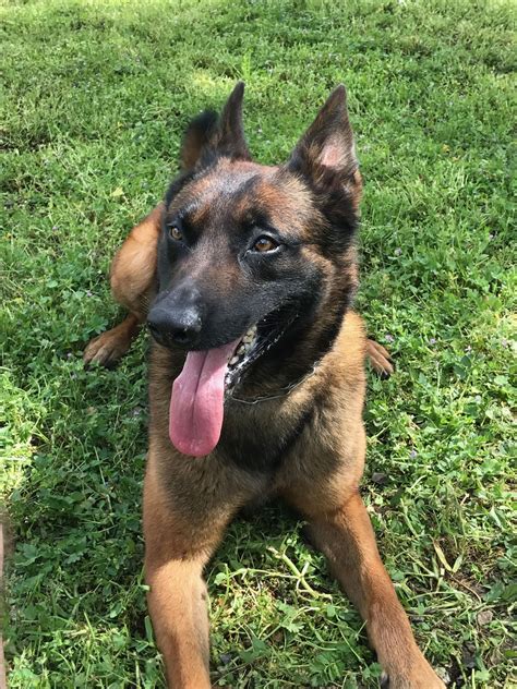 Madera County Sheriff's Office - Our best dressed boy @k9.nacho is
