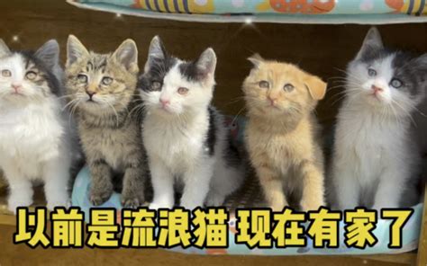 以前是流浪猫 现在不是了 五月妈院儿里的小流浪 五月妈院儿里的小流浪 哔哩哔哩视频