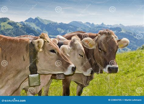 Brown swiss cows stock image. Image of environment, animal - 22804705