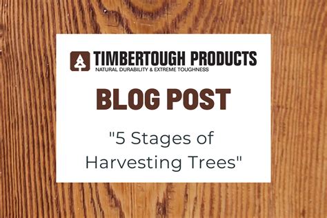 5 Stages of Harvesting Trees — TimberTough