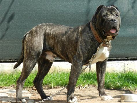 The World's 15 Most Aggressive Dog Breeds - PetHelpful