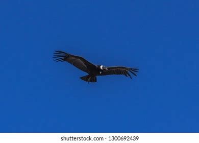 Condor Soaring Royalty Free Photos And Stock Images Shutterstock