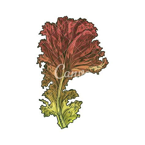 Lettuce Drawing at PaintingValley.com | Explore collection of Lettuce ...