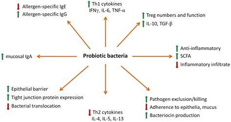 bacillus subtilis probiotic benefits