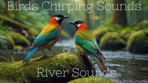 Birds Chirping Sounds River Sounds And Soft Bird Sounds For Relaxing