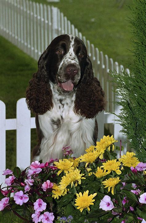 Garden Flowers That Are Harmful to Dogs