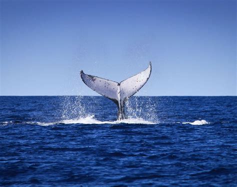 sea, animal themes, one animal, Whale, animals in the wild, aquatic mammal, marine, sea life ...