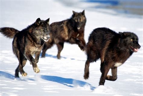 Black Wolf in Snow Facts And Photos | All Wildlife Photographs