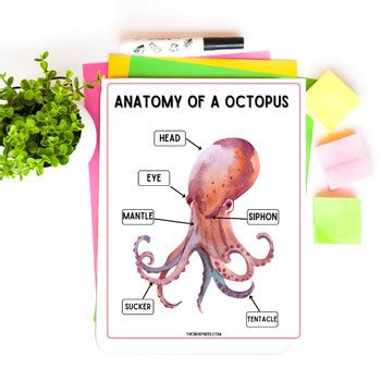 Anatomy of a Octopus by The 3 Busy Bees | TPT