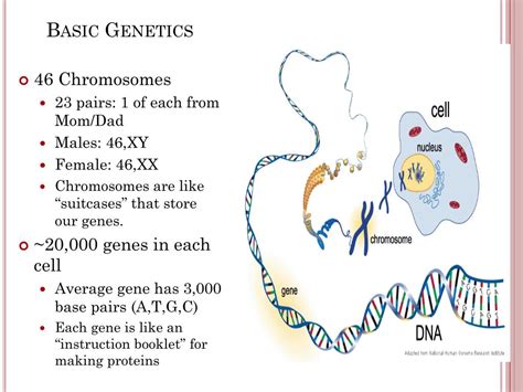 Ppt The Role Of Genetics In The Care Of Hemophiliacs Powerpoint