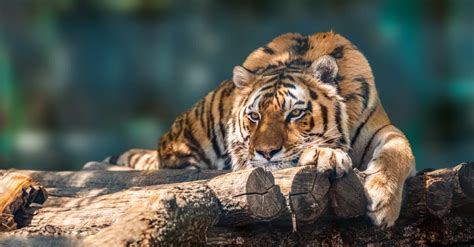 10 Incredible Siberian Tiger Facts - IMP WORLD