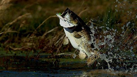 Bass Fishing Screensaver Largemouth Bass Hd Wallpaper Pxfuel