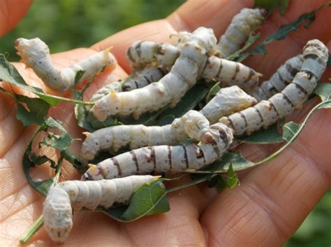 Breeding silkworms | Avian Aqua Miser