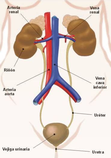 Sistema Urinario O Excretor 11556 The Best Porn Website