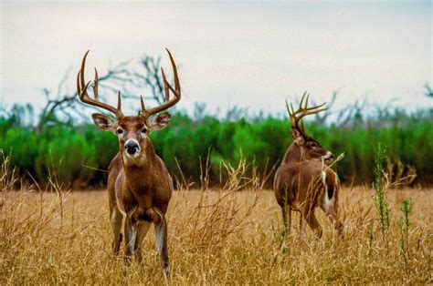 deer season  maine        prepared