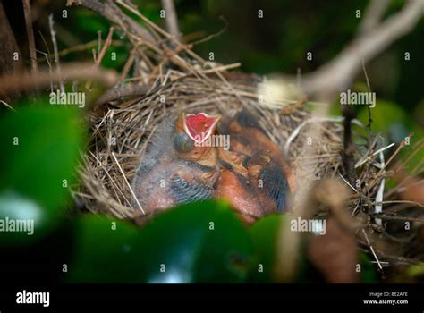 Cardinal nest hi-res stock photography and images - Alamy