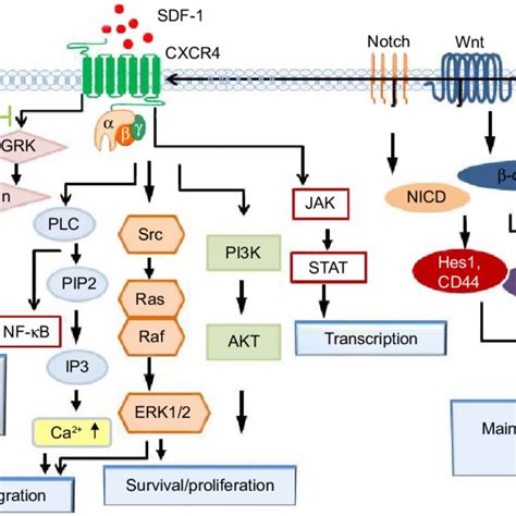 Potential Roles For Cxcr4 In Breast Cancer Notes Breast Tumor Cells