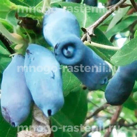 Саженцы Жимолость Томичка купить по цене 950 руб. в Москве с доставкой ...