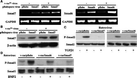 Expression Of Retrovirally Transduced Smad And Smad Blocks Tgf And